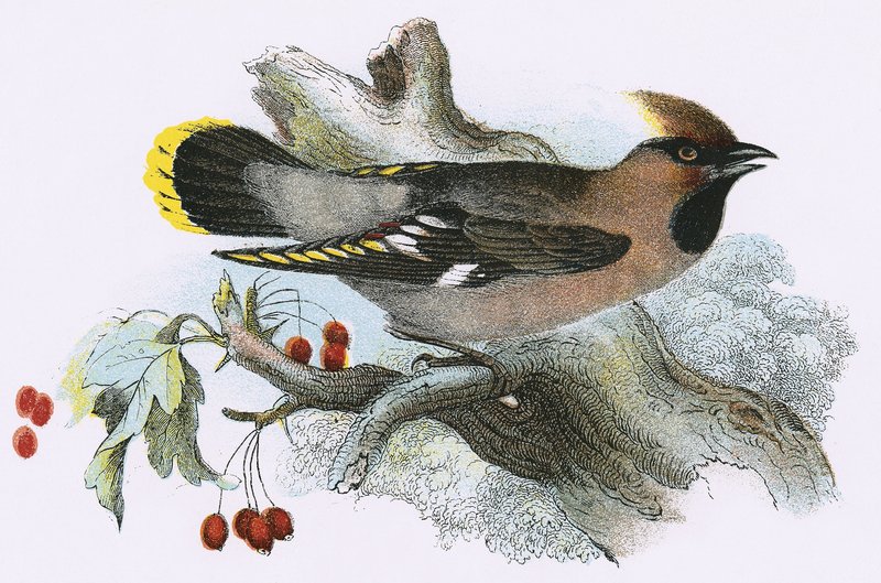 Waxwing de English School