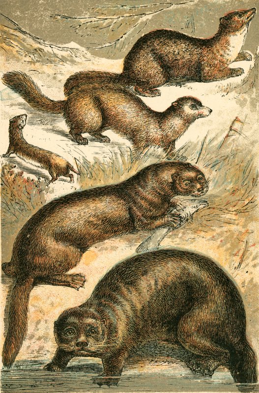 Weasel, Sable, Marten, Lontra e Lontra Marinha de English School