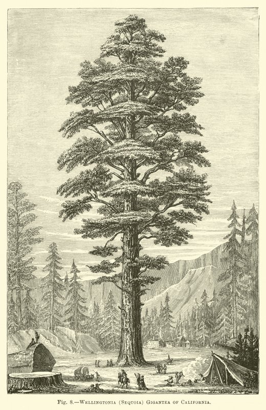 Wellingtonia (Sequoia) Gigantea da Califórnia de English School