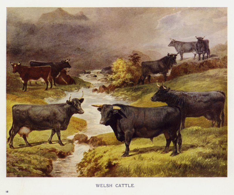 Gado galês (cor litho) de English School