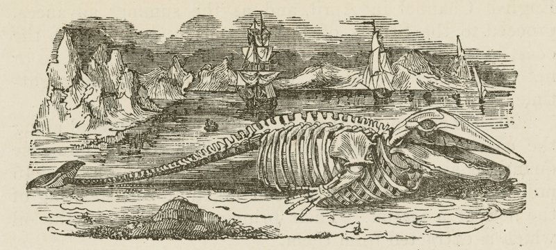 Esqueleto de Baleia (gravura) de English School