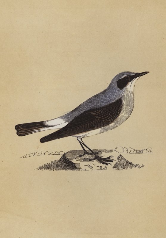 Wheatear (cor litho) de English School