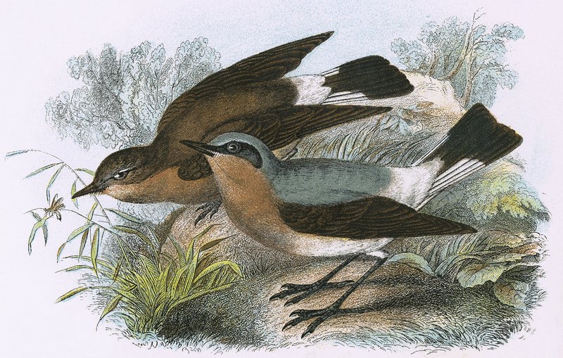 Wheatear de English School