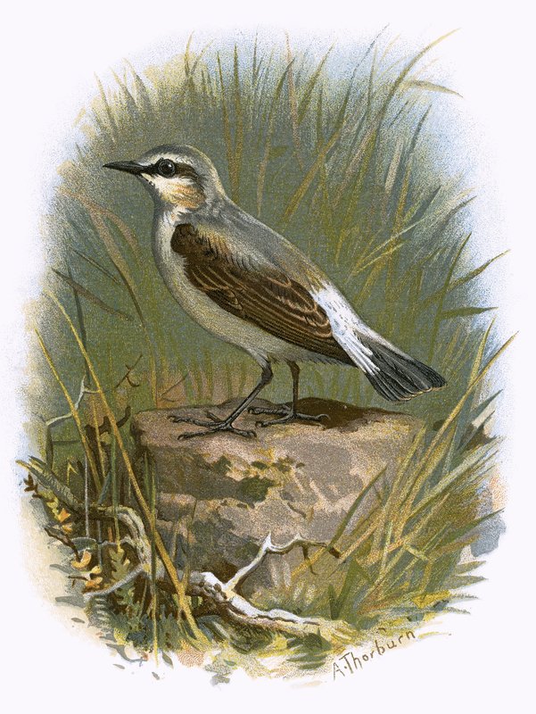 Wheatear de English School
