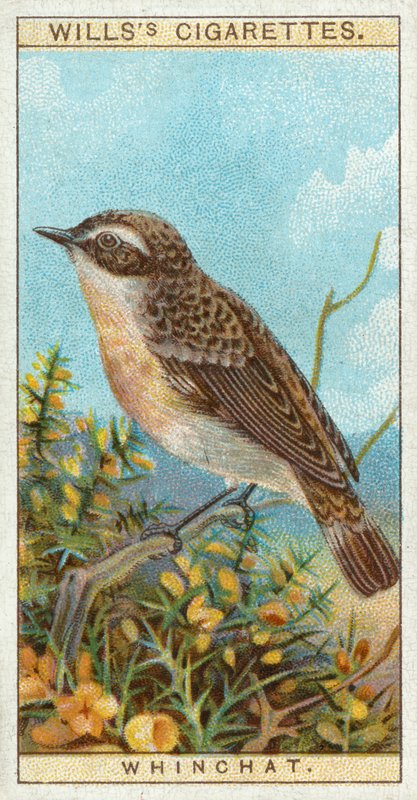 Whinchat de English School