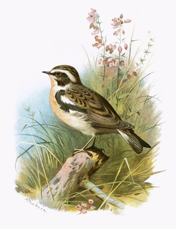 Whinchat de English School