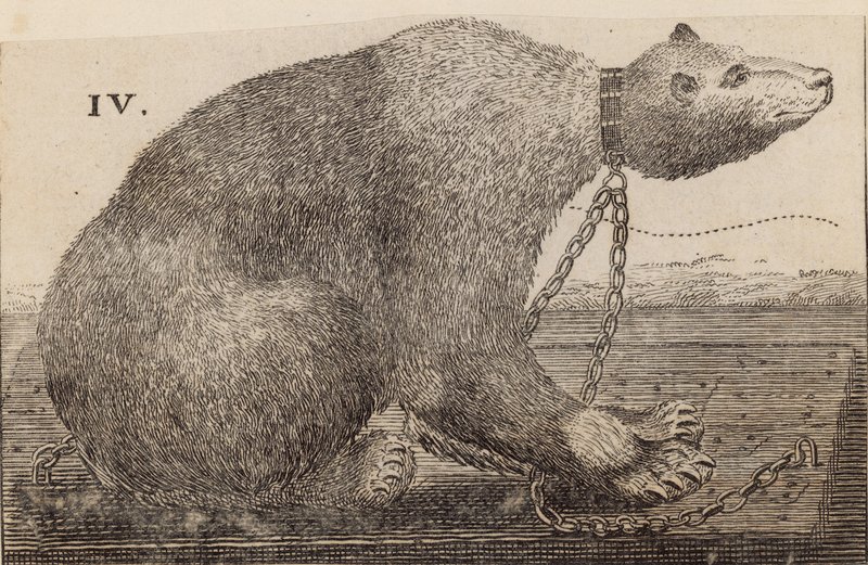 Urso branco exibido no Mr. Bodys, Mulberry Garden de English School