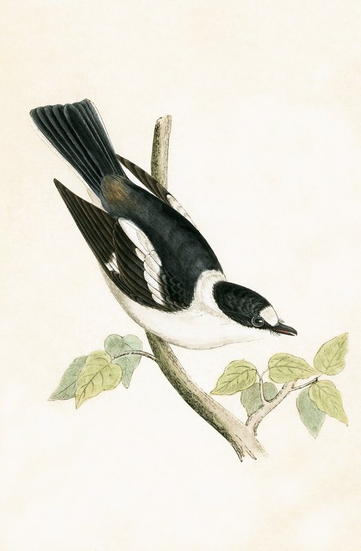 White Collared Flycatcher, ilustração de "Uma História das Aves da Europa não Observado nas Ilhas Britânicas", de Charles Robert Bree (1811-1886), publicado em 1867 de English School