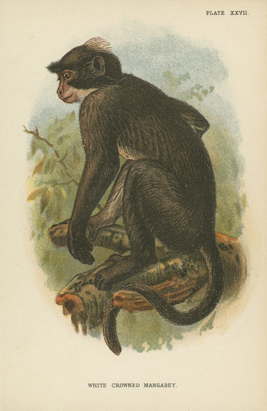 Mangabey coroado branco de English School