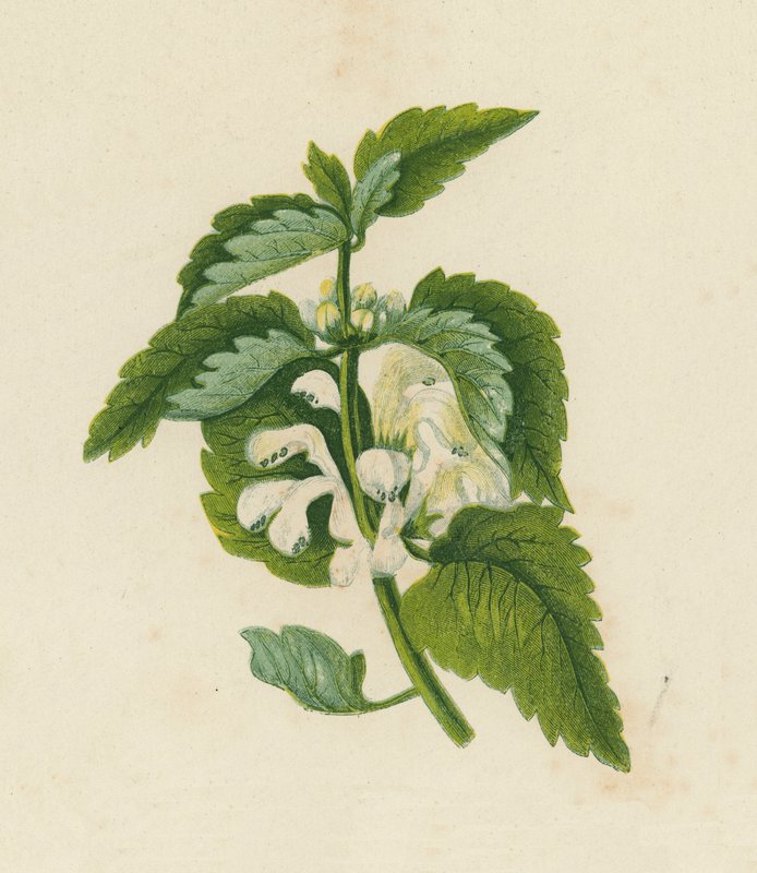 Urtiga branca morta, Lamium Album (litografia a cores) de English School