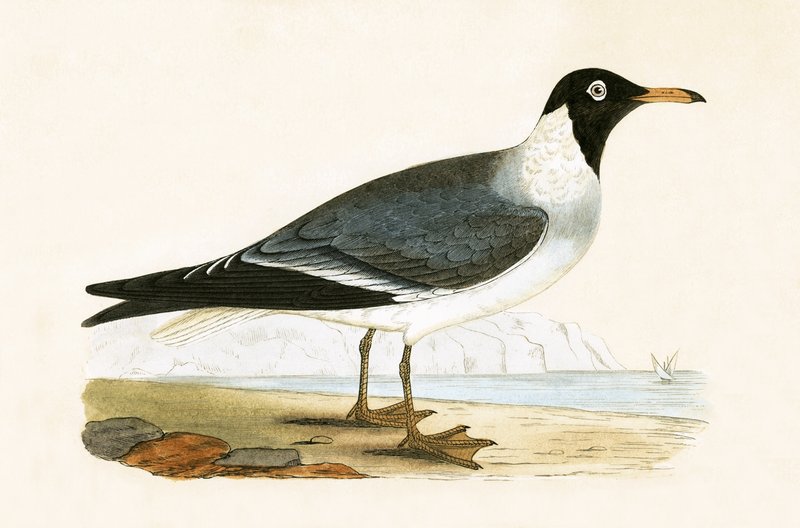 White Eyed Gull, ilustração de "Uma História das Aves da Europa Não Observadas nas Ilhas Britânicas", de Charles Robert Bree (1811-1886), publicada em 1867 de English School