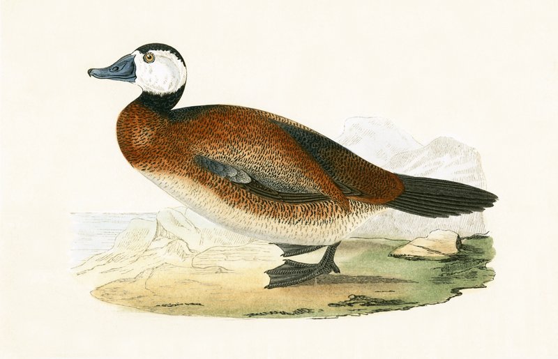 Pato de Cabeça Branca, ilustração de "Uma História dos Pássaros da Europa Não Observados nas Ilhas Britânicas", de Charles Robert Bree (1811-1886), publicado em 1867 de English School