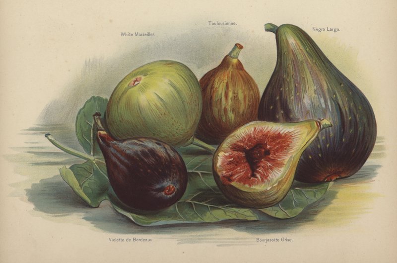 Marselha Branca, Toulousienne, Schwarze Largo, Violette de Bordeaux, Bourjasotte Grise de English School