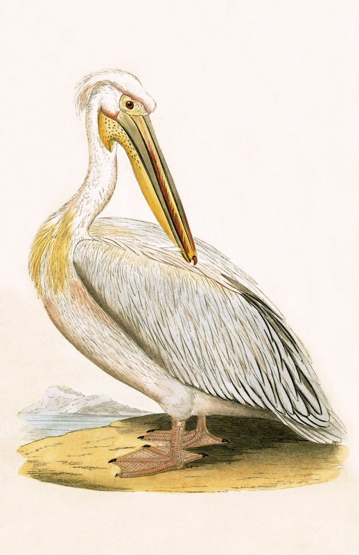 Pelicano branco, ilustração de &39;Uma história das aves da Europa não observada nas ilhas britânicas&39; por Charles Robert Bree (1811-1886), publicado em 1867 de English School