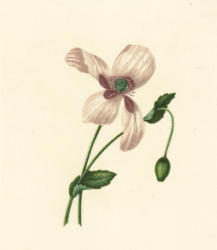 Papoila branca, Papaver Somniferum (litografia a cores) de English School