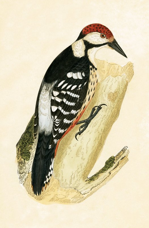 Pica-pau Branco Rumped, ilustração de "Uma História das Aves da Europa Não Observadas nas Ilhas Britânicas", de Charles Robert Bree (1811-1886), publicado em 1867 de English School
