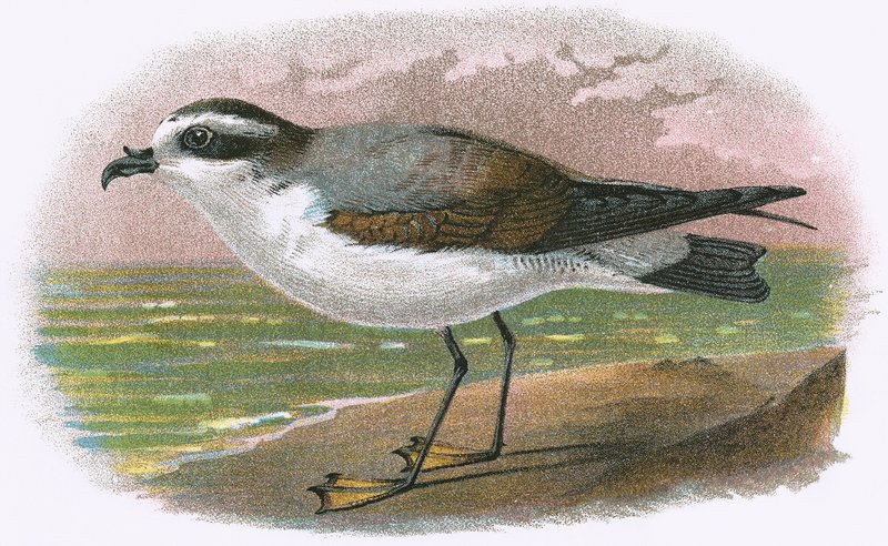 Petrel inchado branco de English School