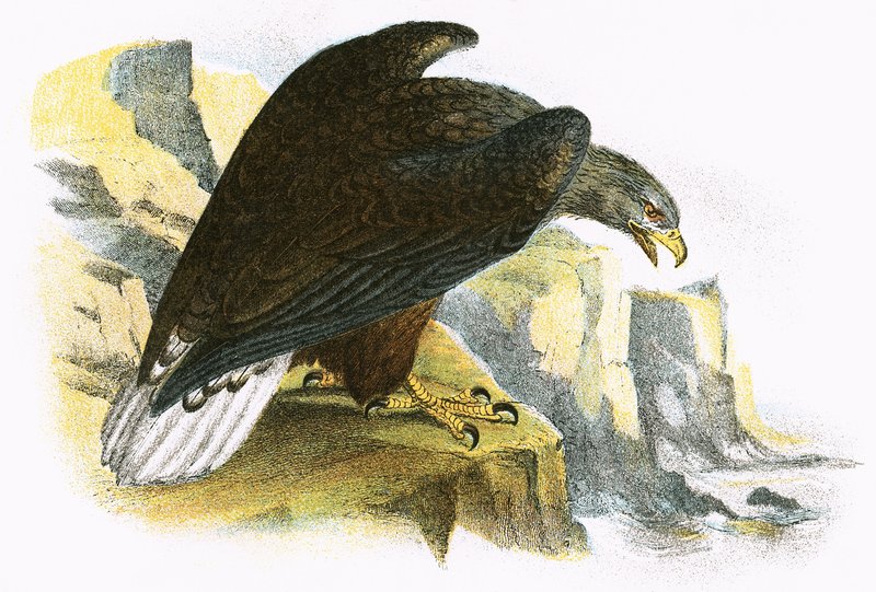 Águia-pescadora de cauda branca de English School