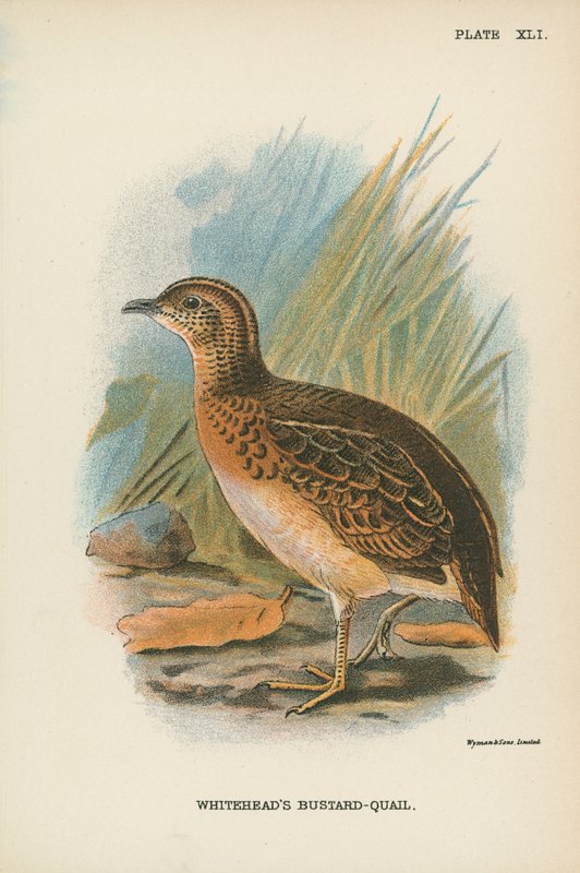 Abetarda-Codorniz de Whitehead de English School