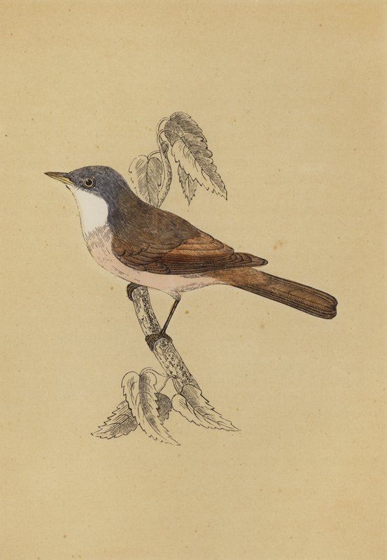 Garganta branca (cor litho) de English School
