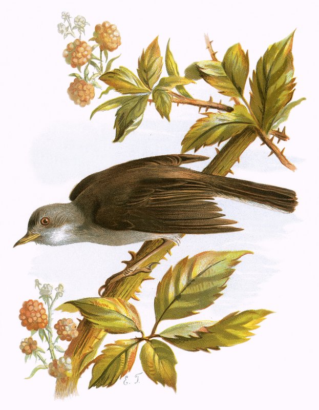 Whitethroat de English School