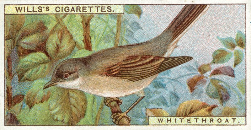 Whitethroat de English School