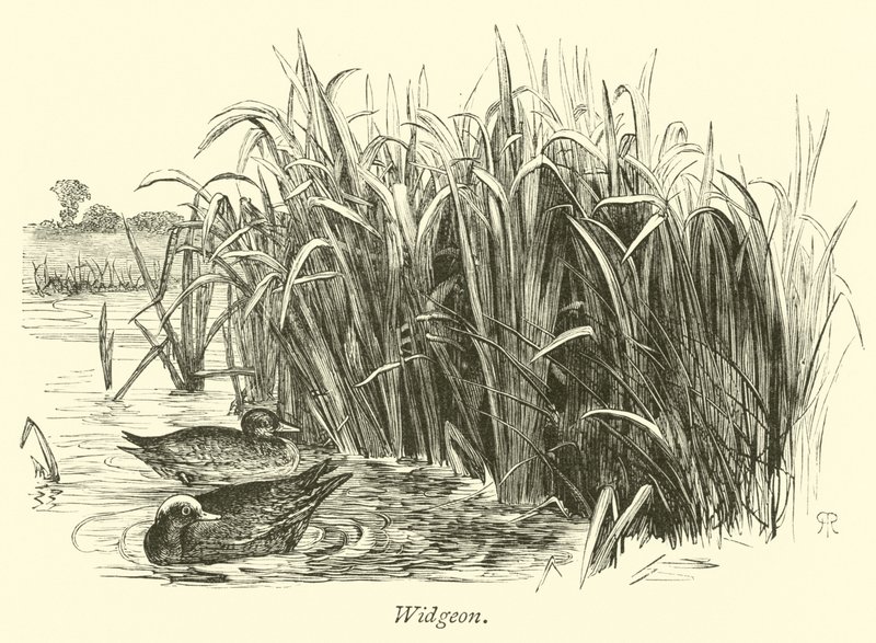 Widgeon de English School