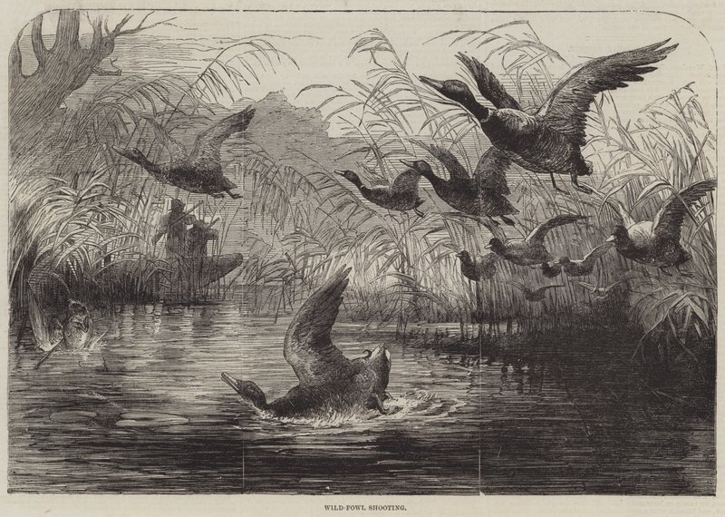 Tiroteio de aves selvagens (gravação) de English School