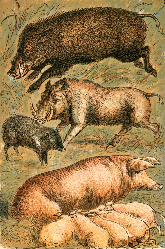 Javali, Verruga, Pecari, Porca e Porco de English School