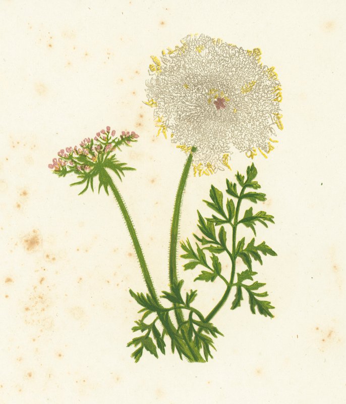 Cenoura Selvagem, Daucus Carota de English School