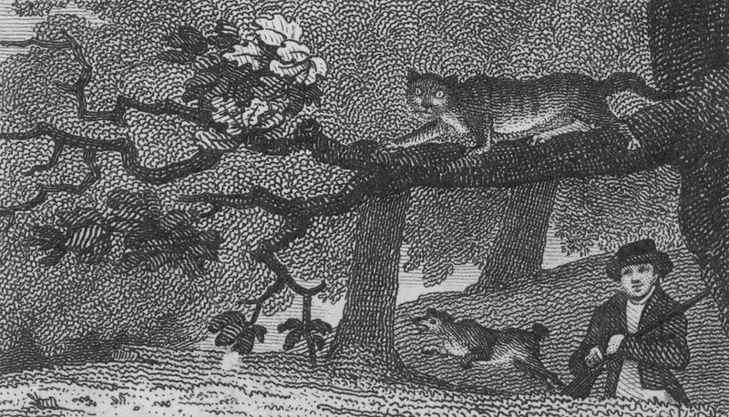 Gato selvagem (gravura) de English School