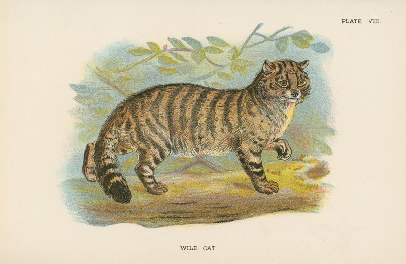 Gato selvagem de English School