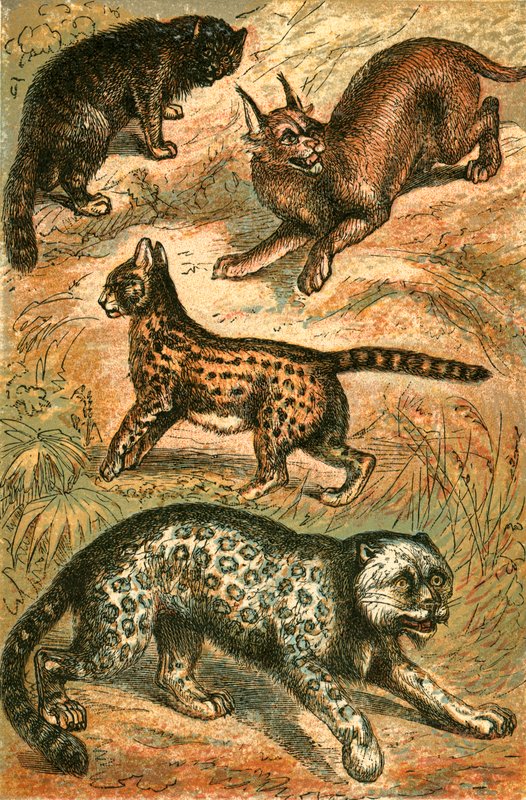 Gato Selvagem, Serval, Onça e Caracal de English School