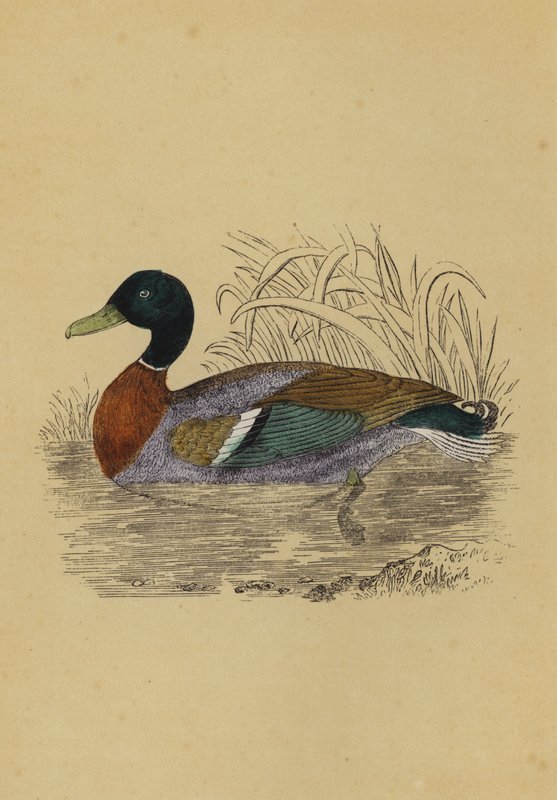 Pato selvagem (cor litho) de English School
