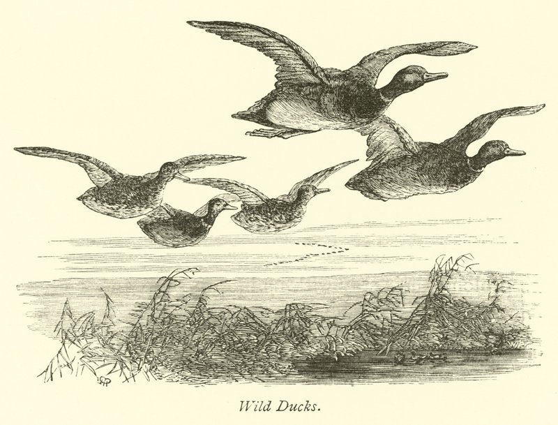 Patos selvagens de English School