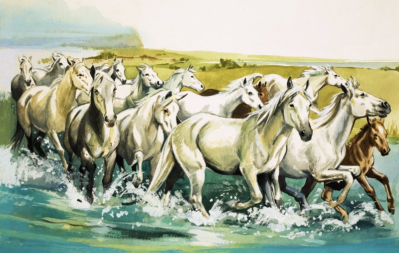 Cavalos selvagens da Camargue, 1971 de English School