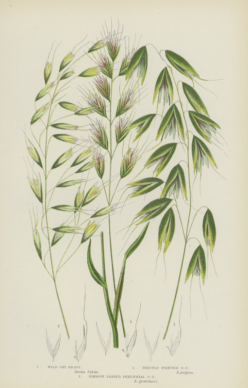 Erva de Aveia Selvagem, Erva de Aveia Pontiaguda, Erva de Aveia Perene Folhada Estreita (cor litho) de English School