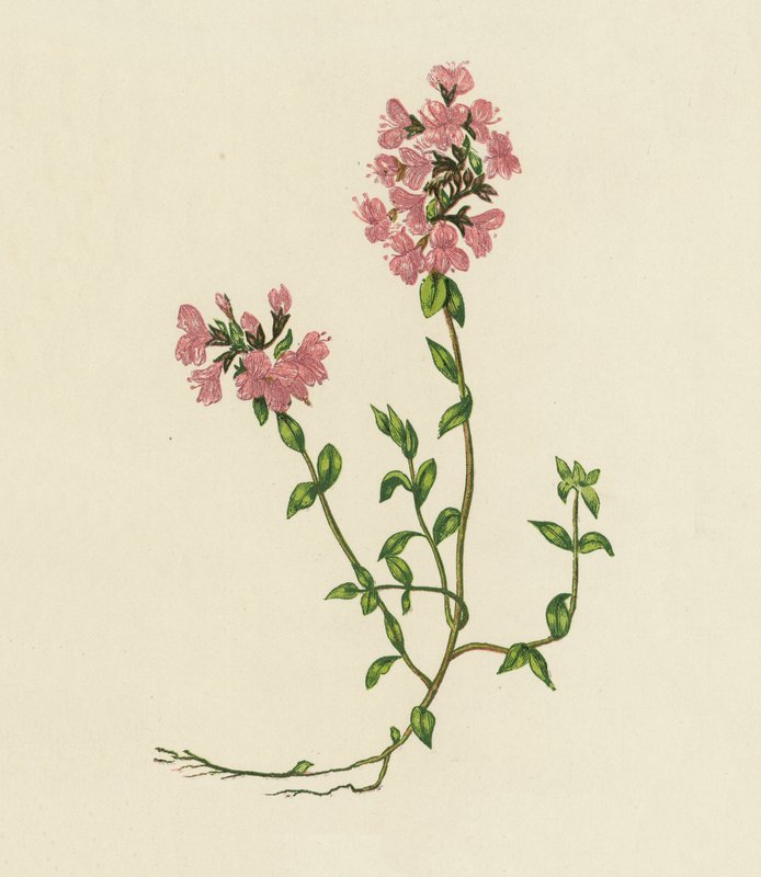 Tomilho selvagem, Thymus Serpyllum (litografia a cores) de English School