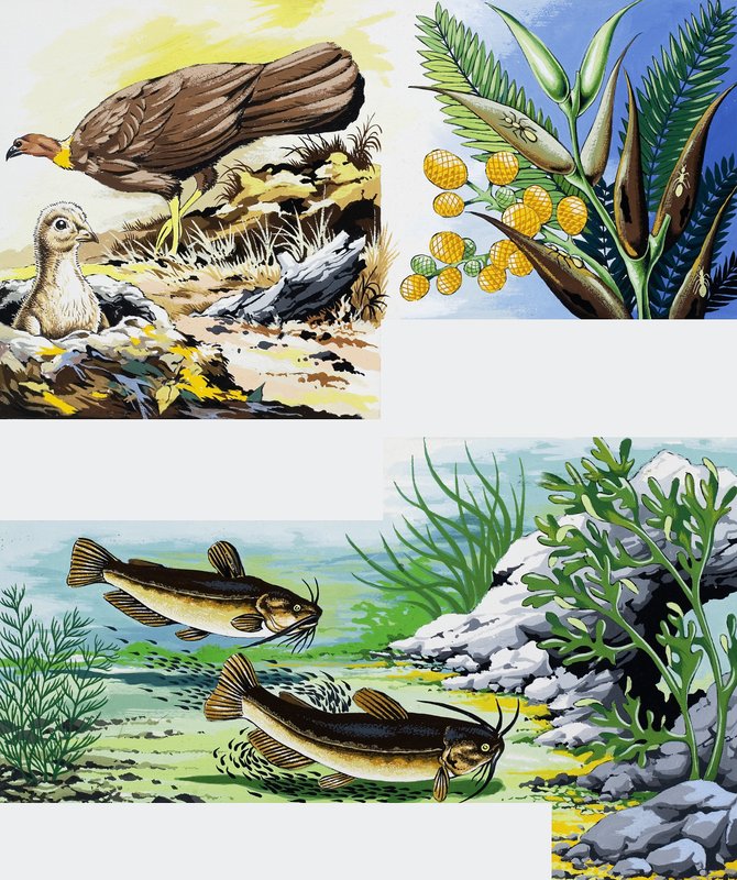 Montagem de animais selvagens de English School