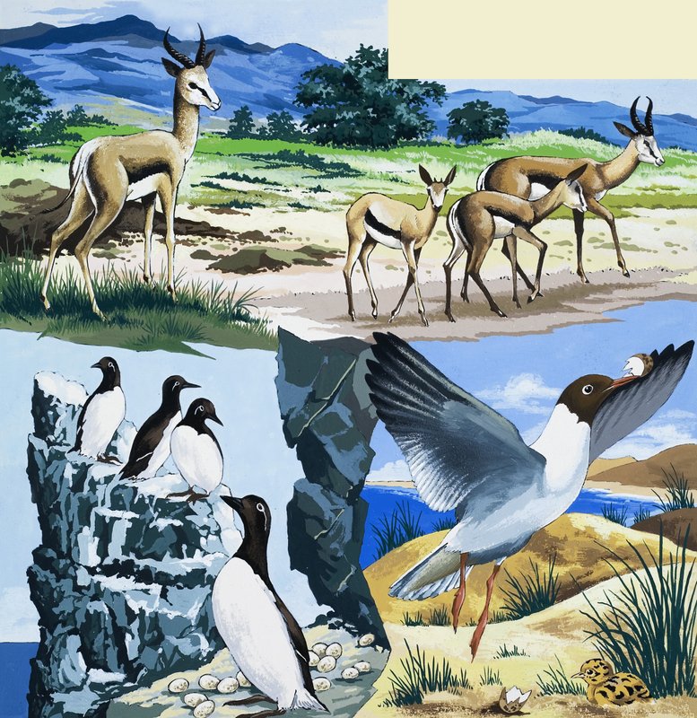 Montagem de animais selvagens de English School