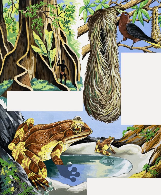 Montagem de animais selvagens de English School