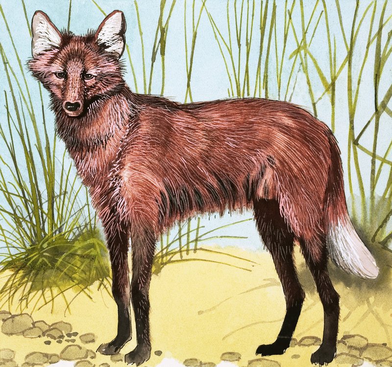 Cão selvagem de English School