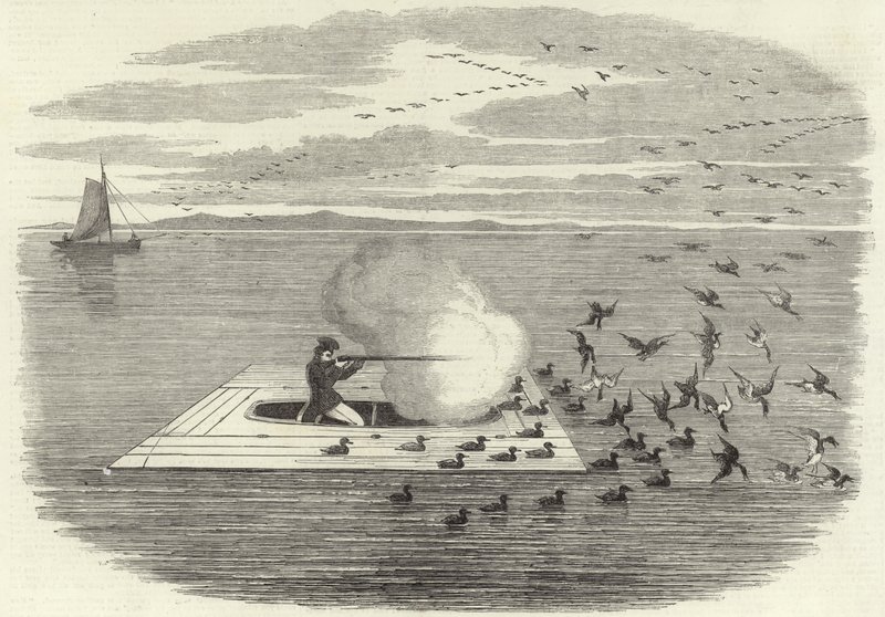 Tiro de pato selvagem no Potomac de English School