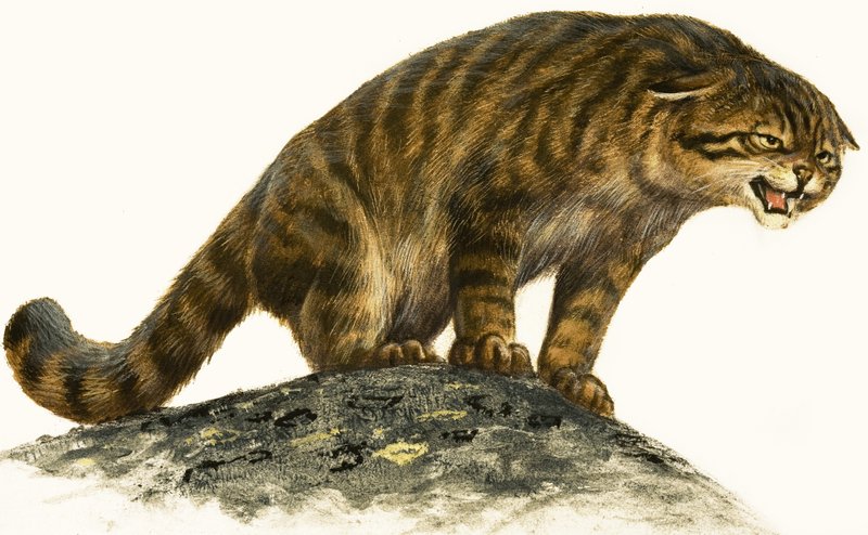 Gato selvagem de English School