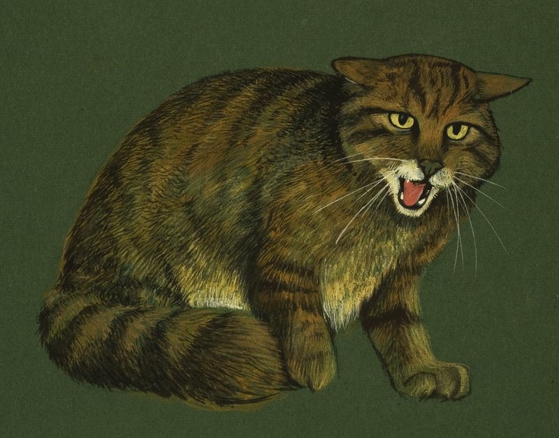 Gato selvagem de English School