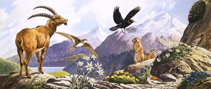 Vida selvagem na Europa Central, ilustração de "O País das Maravilhas da Natureza de English School