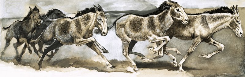 Fauna em perigo: o burro selvagem de English School