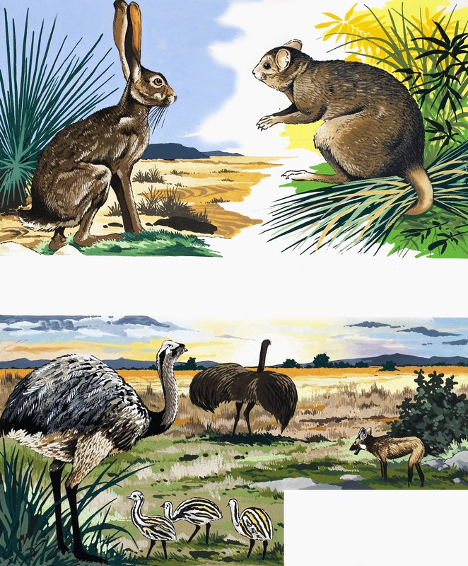 Montagem de animais selvagens de English School
