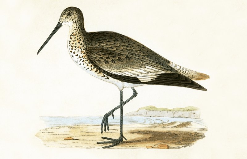 Willet, ilustração de "Uma História das Aves da Europa Não Observadas nas Ilhas Britânicas", de Charles Robert Bree (1811-1886), publicada em 1867. de English School