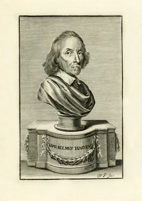 William Harvey de English School
